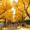 "Terowongan emas" Meiji-Jingu Gaien (Japan Travel). "Terowongan emas" Meiji-Jingu Gaien (Japan Travel).