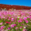Bunga komos bersama dengan kochia merah mekar di Hitachi Seaside Park (PhotoAC/スプププ) Bunga komos bersama dengan kochia merah mekar di Hitachi Seaside Park (PhotoAC/スプププ)