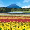 Warna-warni keindahan bunga dalam Fuji Rainbow Flower Festival (PR TImes)