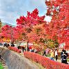 Momiji Kairou (JR Times) Momiji Kairou (JR Times)