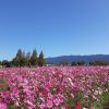 Kurume City Cosmos Festival 2024 (Fukuoka Now)