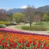 Keindahan bunga di Taman Nasional Azumino (azumino-koen.jp) destinasi wisata yang wajib dikunjungi di azumino