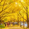 Jalan yang dipenuhi oleh pohon ginkgo (Rakuten Travel) Jalan yang dipenuhi oleh pohon ginkgo