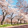 Bunga sakura yang bermekaran di Expo'70 Commemorative Park (Osaka Info) Bunga sakura yang bermekaran di Expo'70 Commemorative Park (Osaka Info)