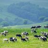 Naitai Highlands Farm, peternakan umum terbesar di Jepang Naitai Highlands Farm, peternakan umum terbesar di Jepang