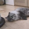 Kucing simbol perdamaian rusia-jepang Kucing simbol perdamaian rusia-jepang