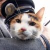 Gotama, kucing calico yang ditunjuk jadi kepala stasiun  Gotama, kucing calico yang ditunjuk jadi kepala stasiun