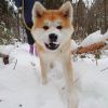 Masa, seekor anjing akita inu berusia 4 tahun yang akan menemani para peserta berjalan Masa, seekor anjing akita inu berusia 4 tahun yang akan menemani para peserta berjalan