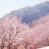 Sepasang pria dan wanita menikmati keindahan bunga sakura di Atami (PR TImes) Sepasang pria dan wanita menikmati keindahan bunga sakura di Atami (PR TImes)