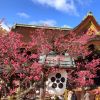 Bunga yang mekar di Kitano Tenmangu (Zenkyoen) Bunga yang mekar di Kitano Tenmangu (Zenkyoen)