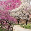 Bunga plum di Kyodo no Mori Bunga plum di Kyodo no Mori