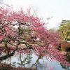 Pohon plum di dekat sebuah kolam di Hanegi Park Pohon plum di dekat sebuah kolam di Hanegi Park