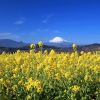 Azumayama Park dengan latar belakang Gunung Fuji yang indah (Kanagawa Tourism Association) Azumayama Park dengan latar belakang Gunung Fuji yang indah (Kanagawa Tourism Association)