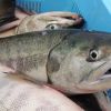 Salmon hasil tangkapan di Hokkaido (Asahi Shimbun/Tomoyuki Yamamoto) Salmon hasil tangkapan di Hokkaido (Asahi Shimbun/Tomoyuki Yamamoto)