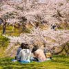 Spot Terbaik Melihat Sakura di Hokkaido.