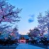 Nikmati keindahan bunga sakura malam hari di Kuil Yasukuni