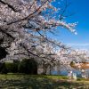 Bunga sakura di Ueno Park (www.gbni.co.jp) Bunga sakura di Ueno Park (www.gbni.co.jp)
