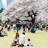 Tempat Terbaik di Tokyo untuk Melihat Keindahan Bunga Sakura. Shinjuku Gyoen National Garden