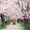 Kitakami Tenshochi Cherry Blossom Festival Kitakami Tenshochi Cherry Blossom Festival