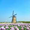 Pemandangan bunga tulip di Sakura Tulip Fiesta (nikomin/PhotoAC) Pemandangan bunga tulip di Sakura Tulip Fiesta (nikomin/PhotoAC)