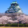 Spot Hanami Terbaik di Jepang Spot Hanami Terbaik di Jepang - Osaka Castle