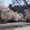 Kakunodate Cherry Blossom Festival Kakunodate Cherry Blossom Festival