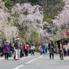 Kakunodate Cherry Blossom Festival Kakunodate Cherry Blossom Festival