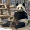 4 Panda Lucu di Adventure World Shirahama akan Dikembalikan ke Tiongkok