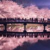 Hirosaki Cherry Blossom Festival 2025