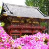 Bunga Azalea di Kuil Nezu (nedujinja.or.jp) Bunga Azalea di Kuil Nezu (nedujinja.or.jp)