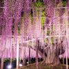 Ashikaga Flower Park yang terkenal dengan bunga wisteria-nya taman bunga di Jepang wisteria ashikaga flower park