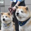 Anjing Akita Rensui dan Ruka, yang ditunjuk sebagai kepala Bandara Odate-Noshiro Anjing Akita Rensui dan Ruka, yang ditunjuk sebagai kepala Bandara Odate-Noshiro