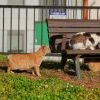 Kucing bobtail di Jepang. Kucing bobtail di Jepang.