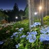 Festival Bunga Hydrangea di Mishima Skywalk di malam hari (PR Times) Festival Bunga Hydrangea di Mishima Skywalk di malam hari (PR Times)