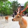 Rusa di Nara Park (narashikanko.or.jp) Rusa di Nara Park (narashikanko.or.jp)
