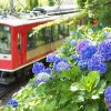 Hakone Tozan Railway dipenuhi bunga Hydrangea di Bulan Juni Hakone Tozan Railway dipenuhi bunga Hydrangea di Bulan Juni
