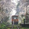 Kereta Api Tsugaru melintasi pohon-pohon sakura Perjalanan kereta unik di Aomori