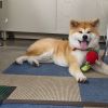 Salah satu anjing akita di Akita Inu Hall (Xakitainuho) Salah satu anjing akita di Akita Inu Hall (Xakitainuho)