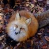 Zao Fox Village Zao Fox Village