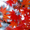 [UPDATE OKTOBER 2025] Autumn Forecast 2025 Jepang: Waktu Terbaik Menikmati Musim Gugur.