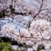 Prakiraan Awal Musim Sakura Jepang 2026 Telah Dirilis
