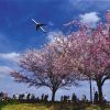 Rekomendasi Spot Sakura Sekitar Narita Airport