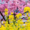 7 Ladang Bunga Instagramable Sekitar Tokyo untuk Musim Semi 2026