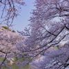 Rekomendasi Festival Bunga Sakura di Tokyo pada 2026