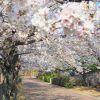 Nikmati Hanami di Kobe — 5 Spot Bunga Sakura yang Tenang, Jauh dari Keramaian