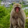 Politisi Jepang Ditangkap Atas Kasus Suap untuk Kurangi Jumlah Monyet di Taman
