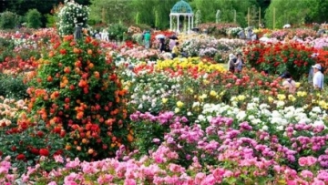 1a keisei-rose-garden-keindahan-taman-mawar-eropa-di-negeri-sakura