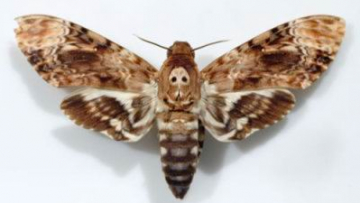 2) Death's Head Hawk Moth