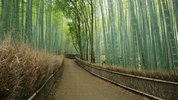 sagano bamboo forest