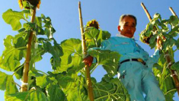 Osakafarmerraises7metertallsunflowers1